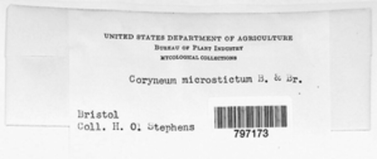 Coryneopsis microsticta image